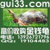 高價格收購金錢龜